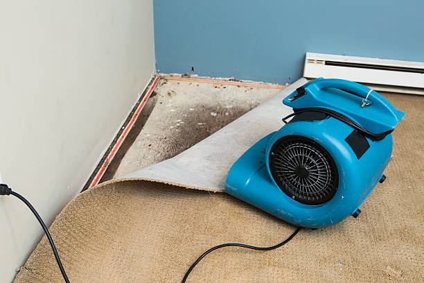Best Professional water damage repair  in Lake Holiday, IN